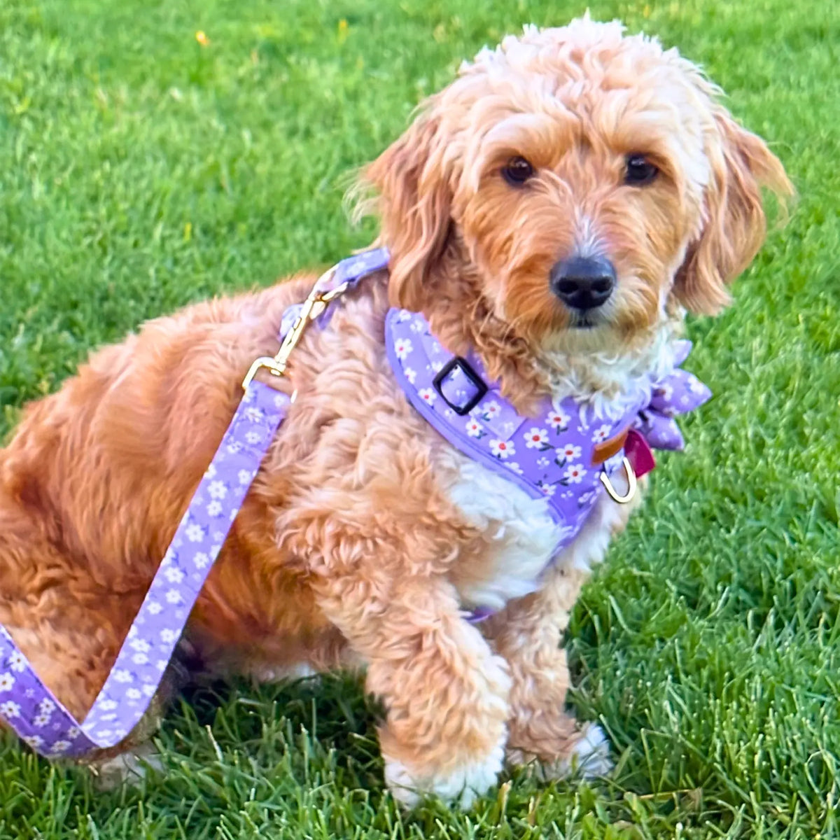 Collars And Leashes